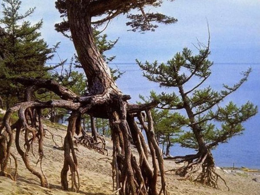 Лиственница Сибирская Larix sibirica