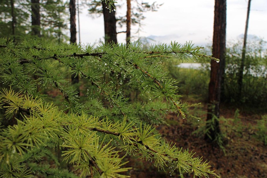 Хвойник Кобра