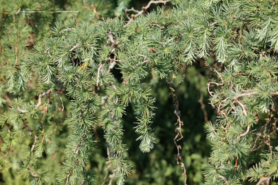 Лиственница национальное дерево нашей страны