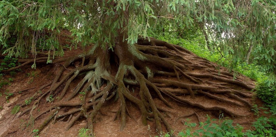 Корень лимона