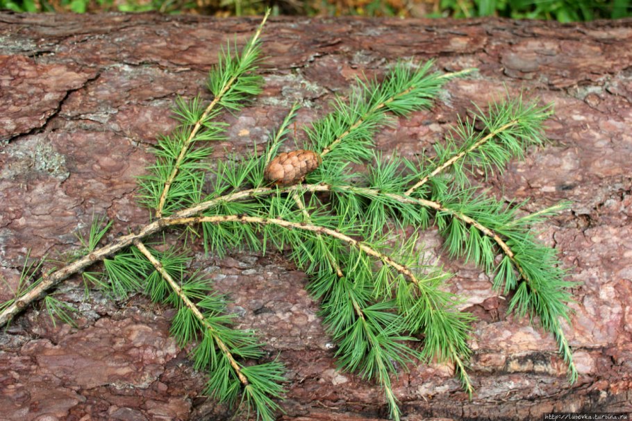 Калининград сосны корни