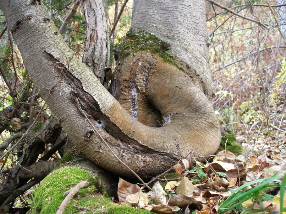 Корневище лиственницы