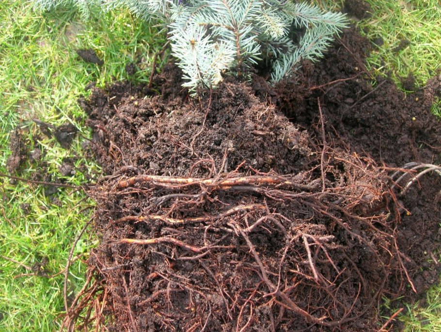 Ель Сибирская корни