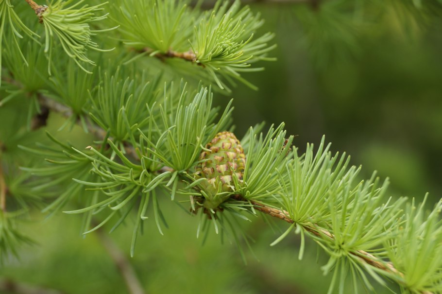 Ареал Larix sibirica