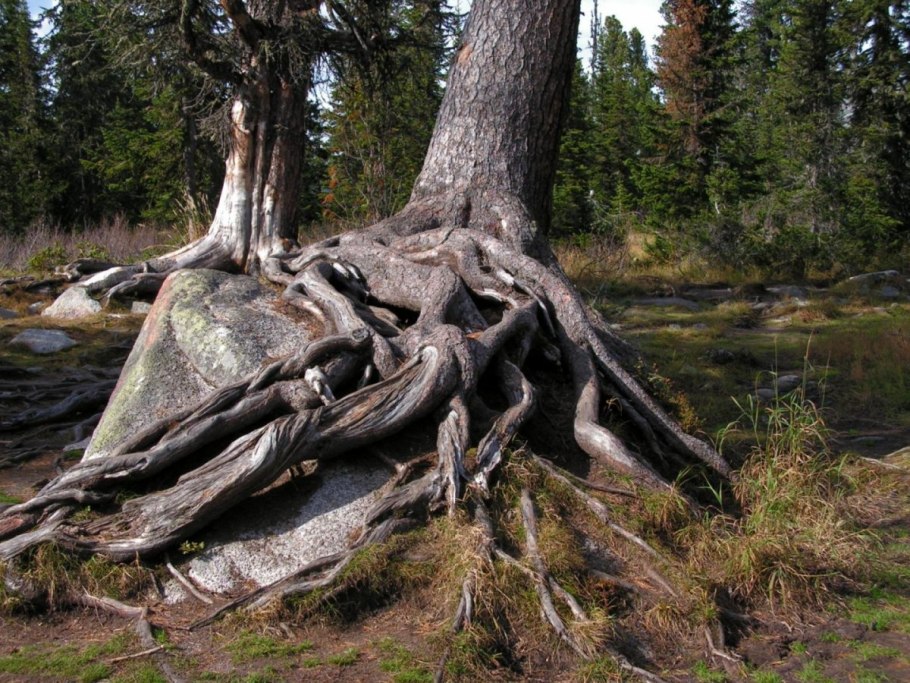 Корневая система укропа глубина