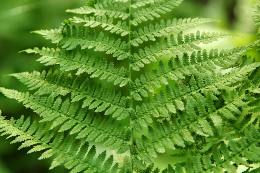 Щитовник(dryopteris) Mexica