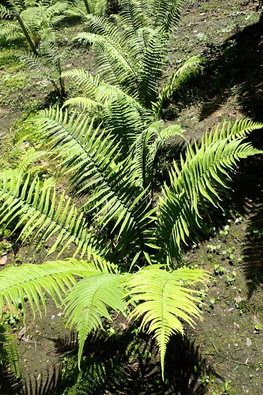 Папоротник Румора Адиантиформис