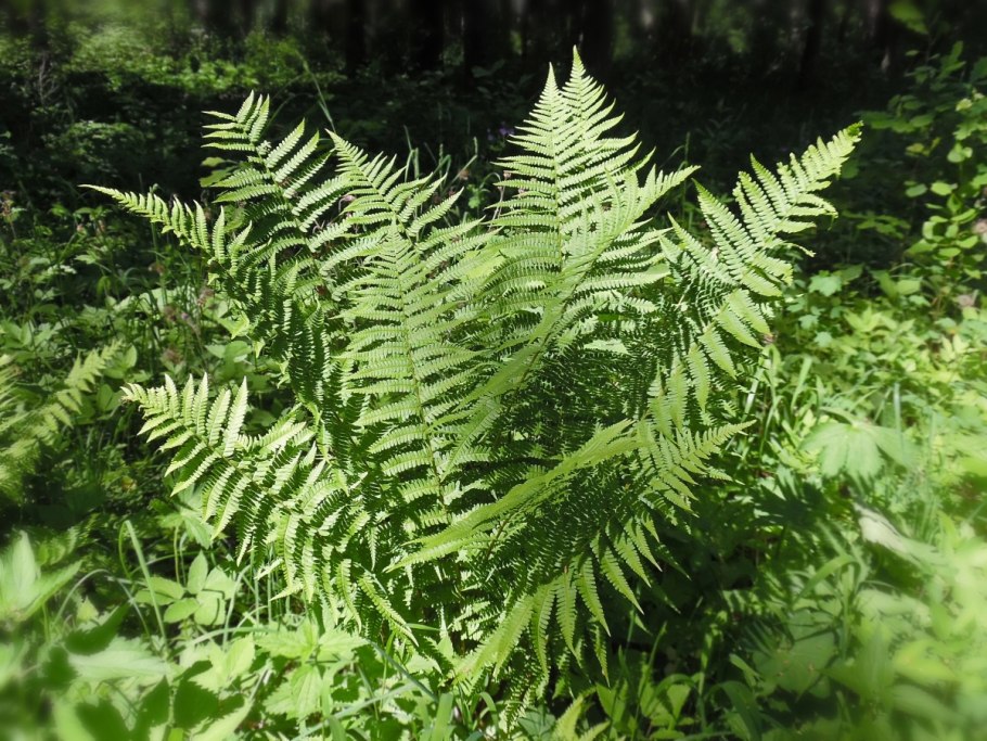 Щитовник распростёртый