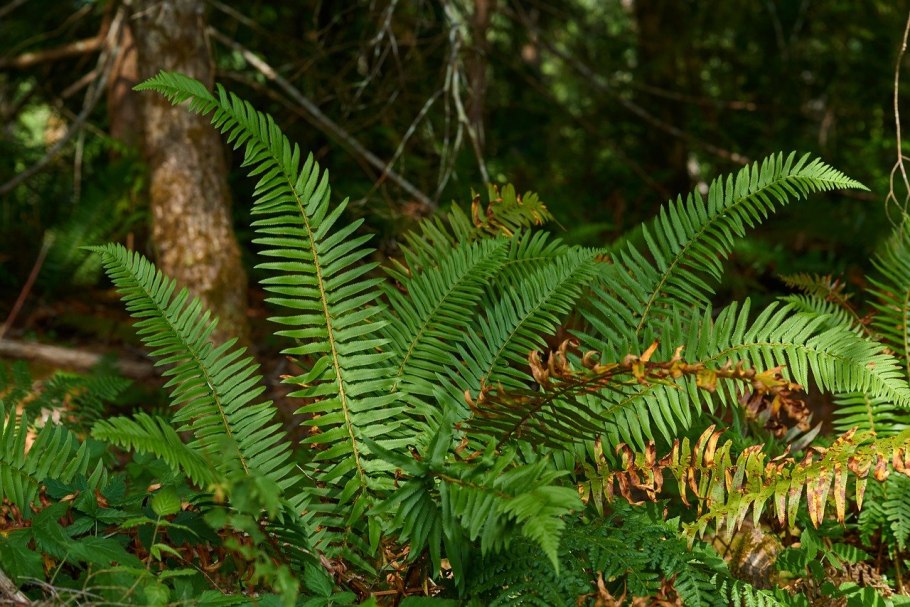 Dryopteris wallichiana