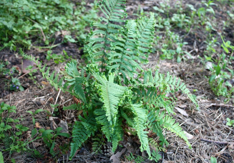 Polystichum squarrosum