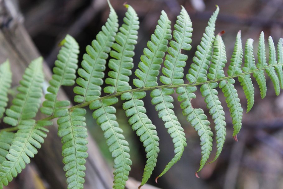 Dryopteris filix mas barnesii