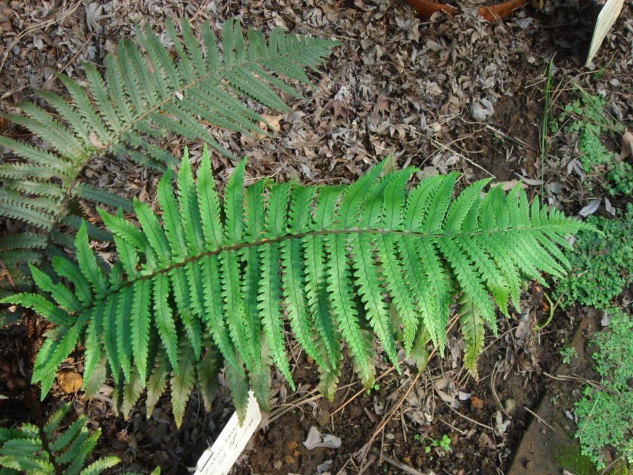 Щитовник родственный dryopteris affinis