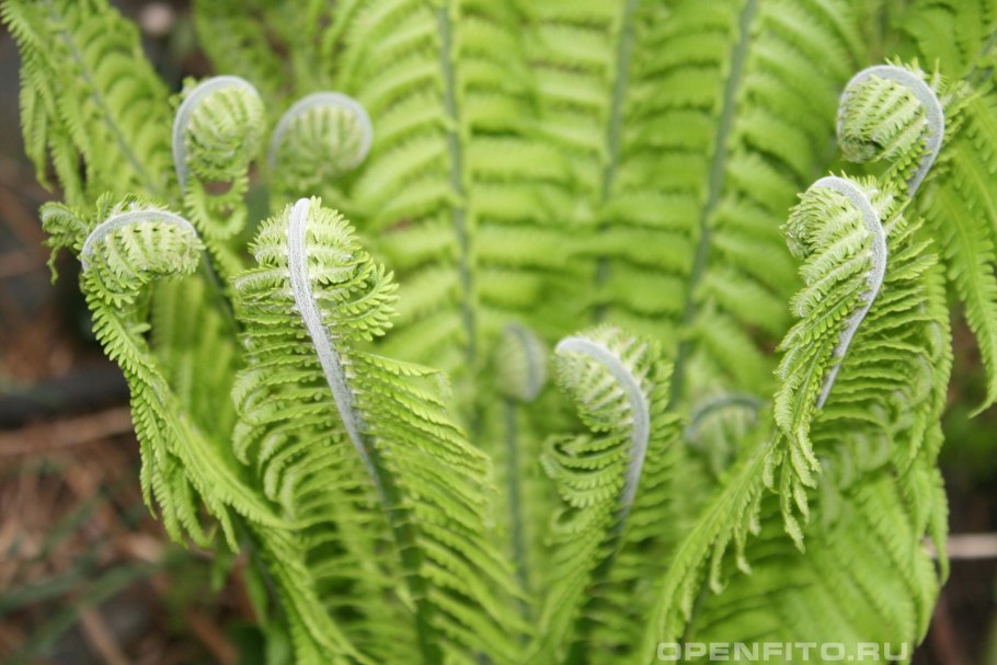 Dryopteris filix-mas
