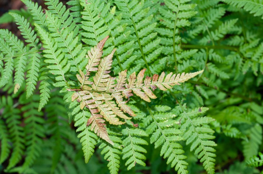 Щитовник(dryopteris) Mexica
