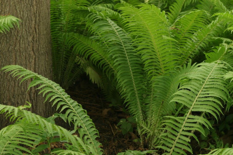 Щитовник dryopteris buschiana