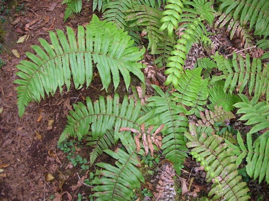 7. Щитовник мужской (dryopteris filix-mas)