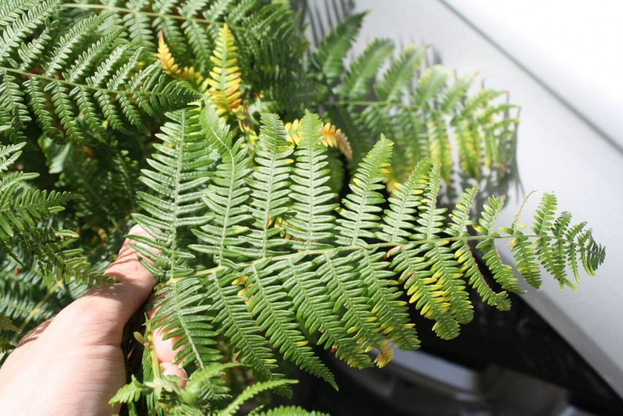 Орляк обыкновенный (Pteridium aquilinum)