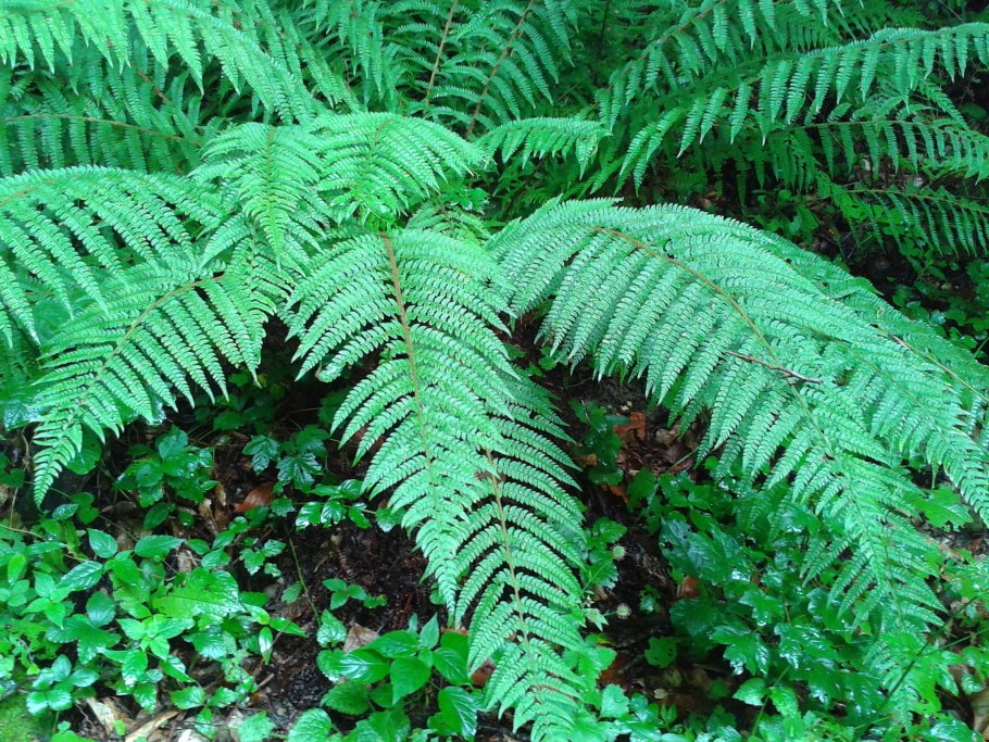 Dryopteris barnesii