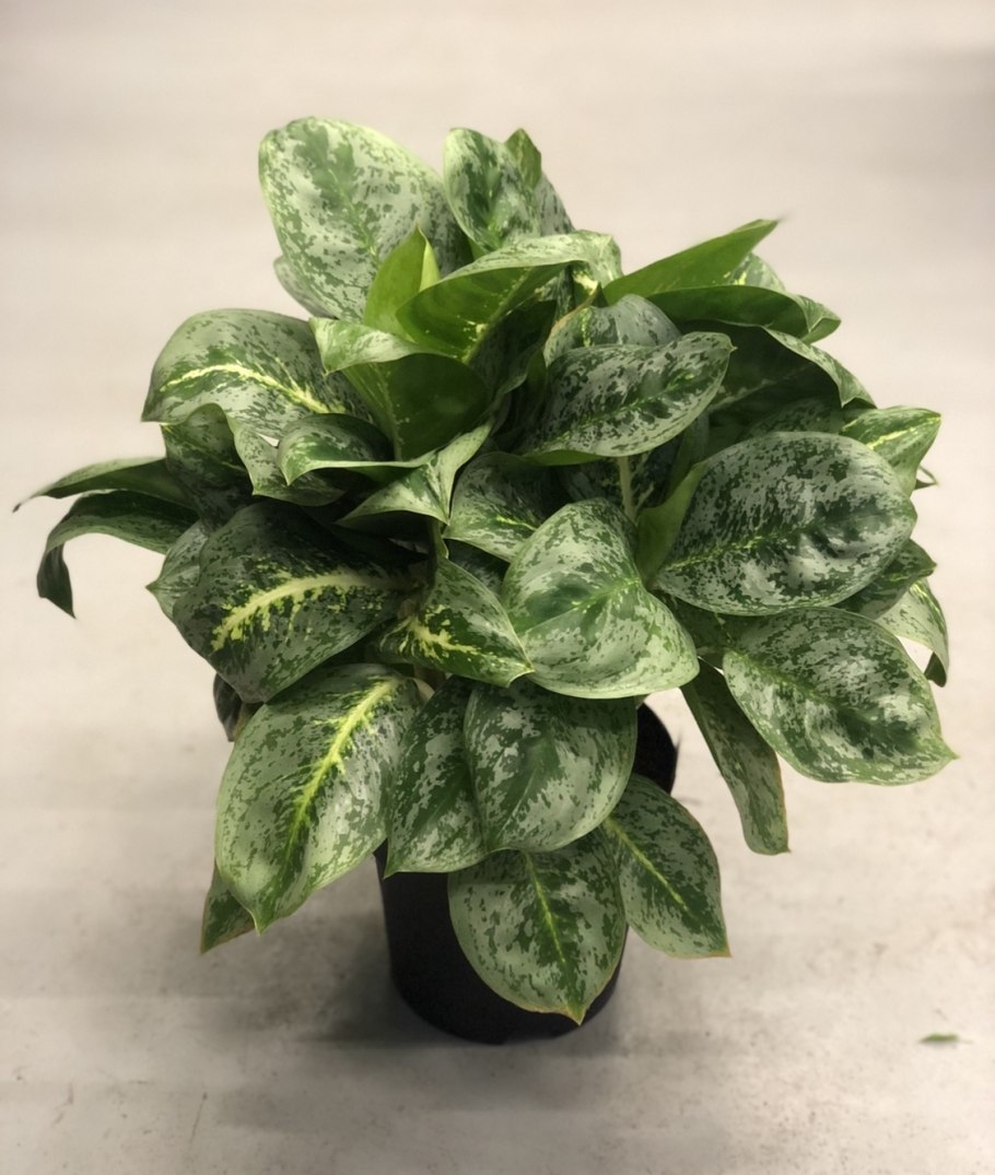 Аглаонема Лемон минт