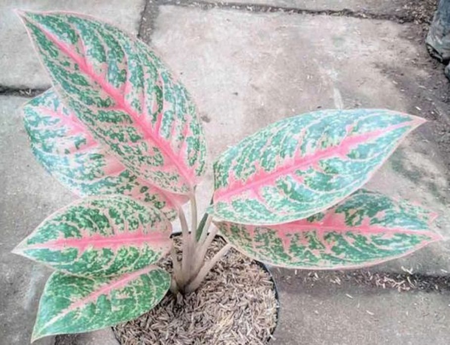 Аглаонема Просперити