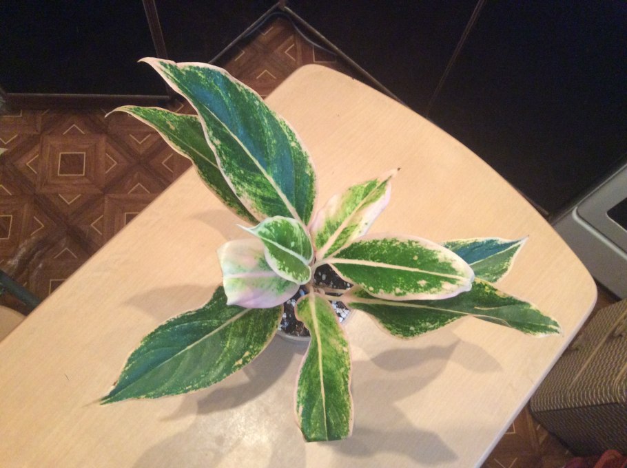 Аглаонема лайм