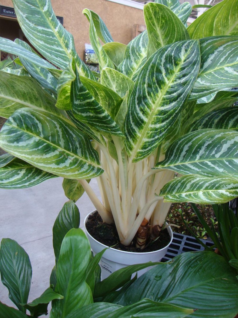 Аглаонема эвергрин