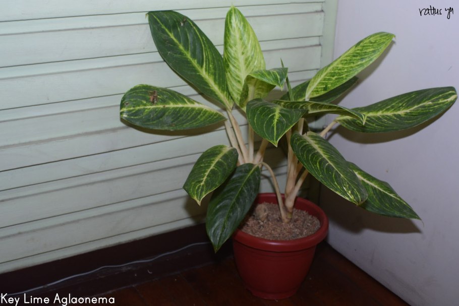 Аглаонема China Red