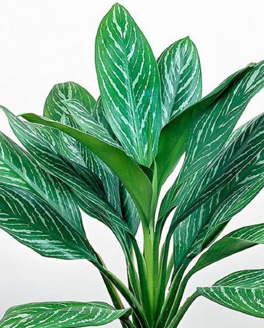 Аглаонема Лемон минт