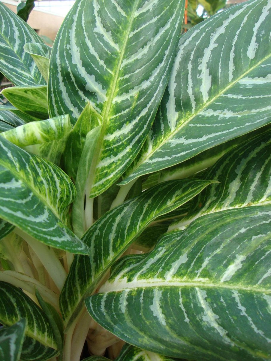 Аглаонема криспум