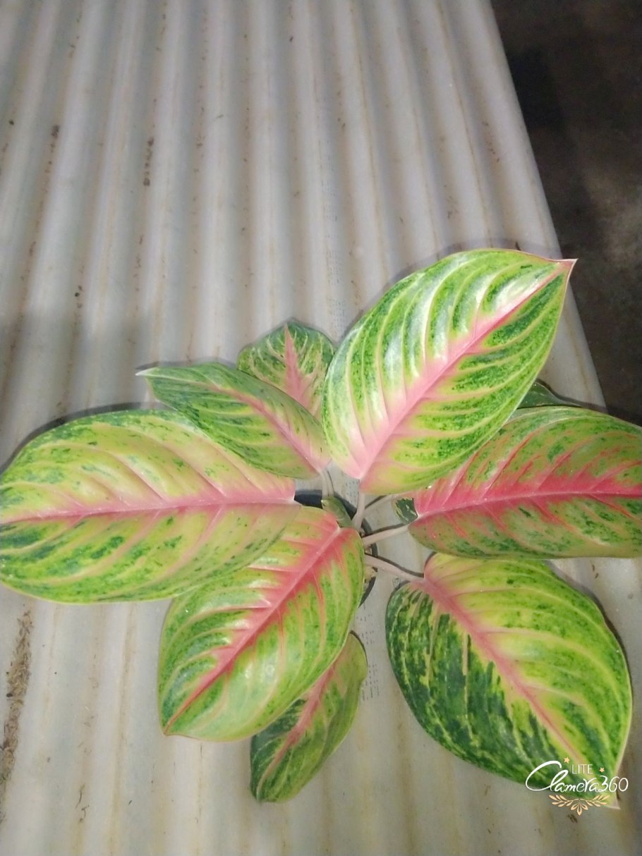 Аглаонема круглолистная