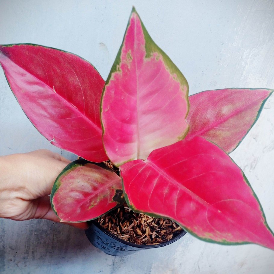 Аглаонема пинк стар