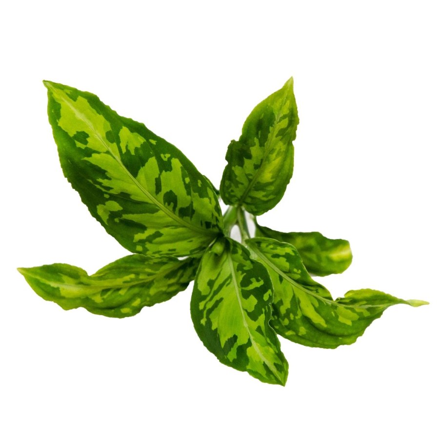 Аглаонема Мария Кристина