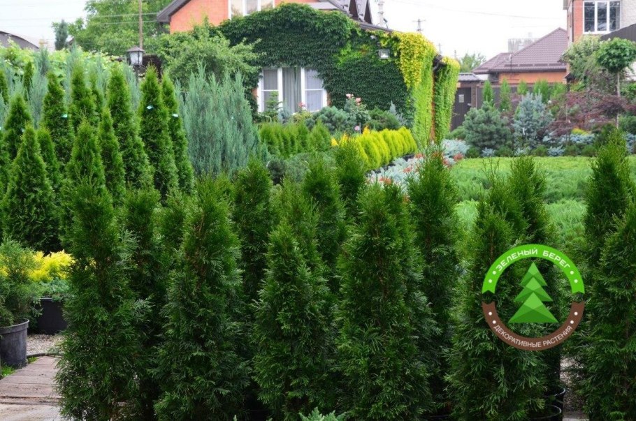 Азовский питомник декоративных растений Ростовская