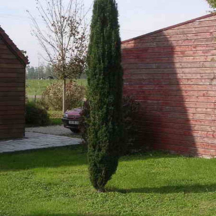 Тисс baccata Hicksii