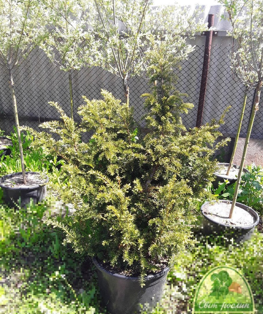 ГОСТ саженцы Тиса