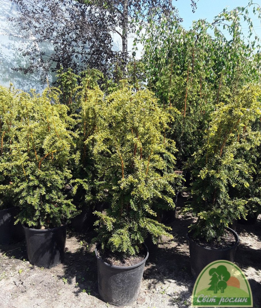 Тис Довастониана