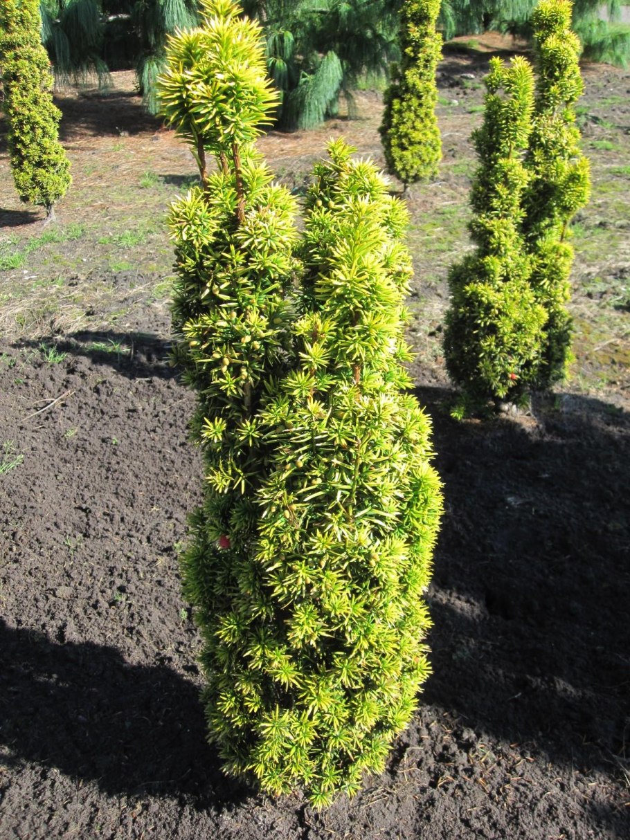 Тис ягодный (сорт 'David')