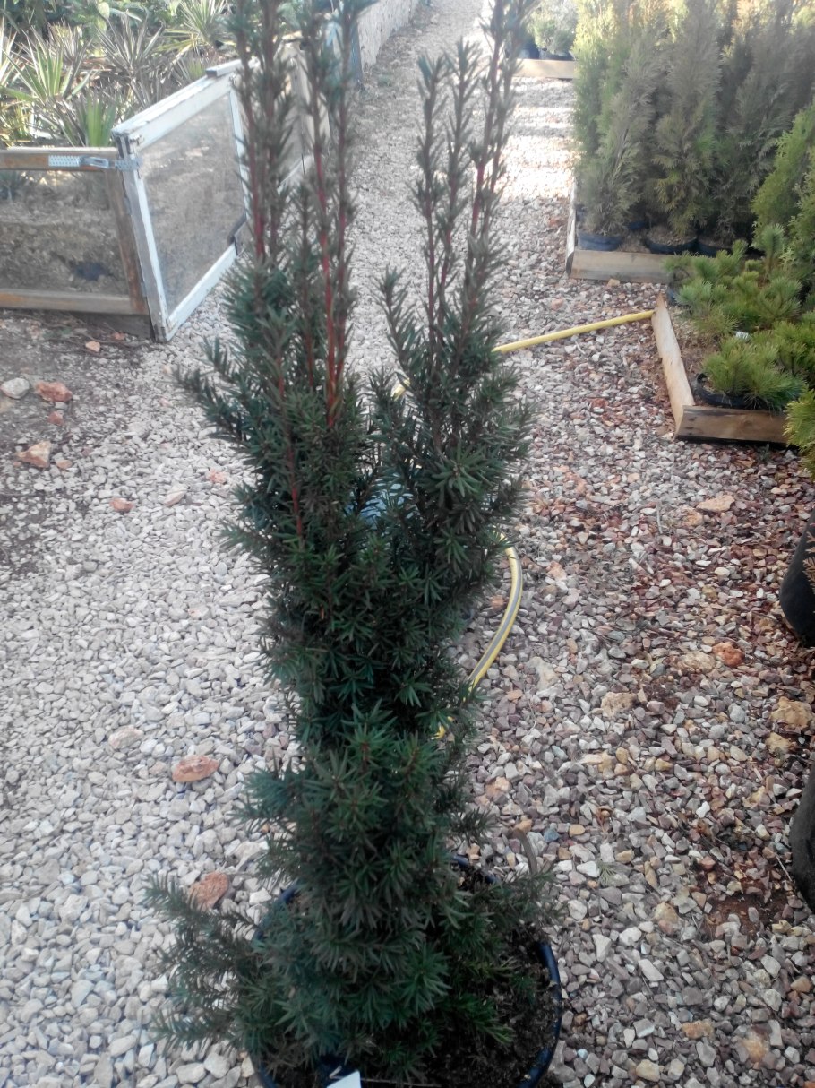 Тис Хилли колоновидный