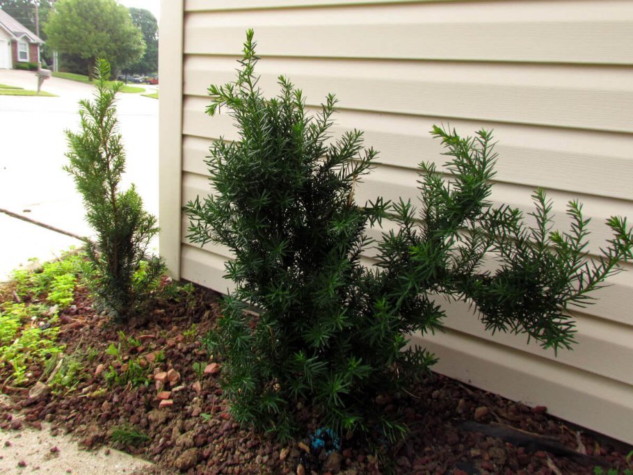 Taxus Densiformis