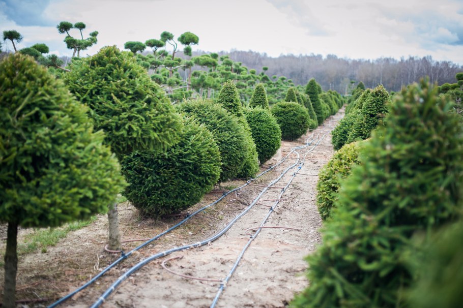 Тис ягодный Taxus baccata elegantissima