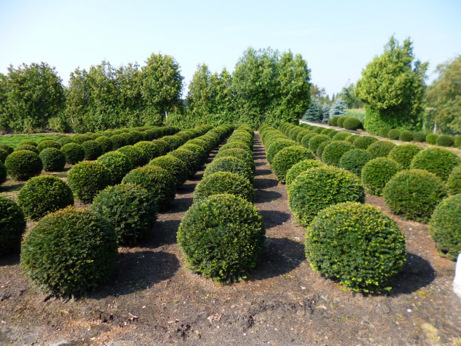 Taxus baccata куст