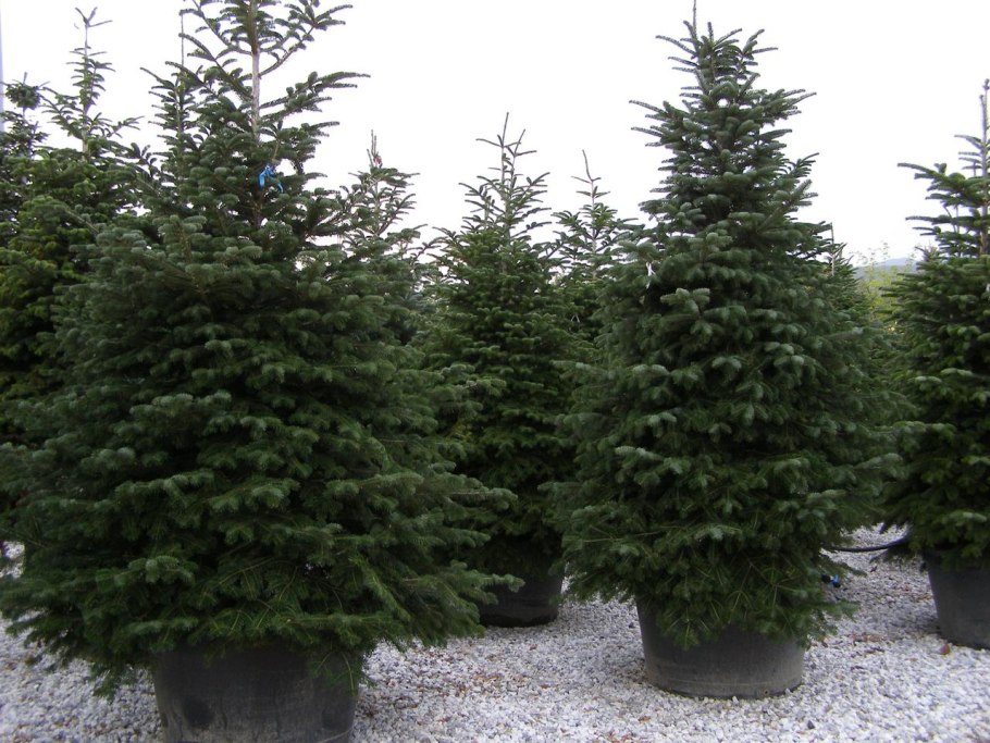 Кавказская сосна, ель, тис