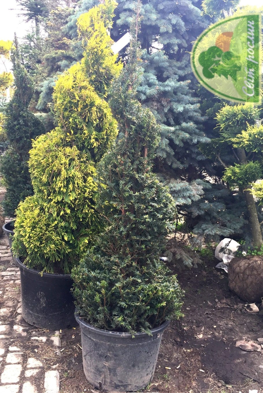 Taxus baccata Spiral