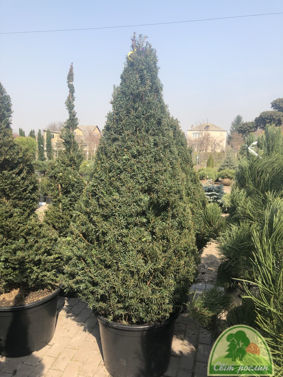Тис ягодный стрижка конус