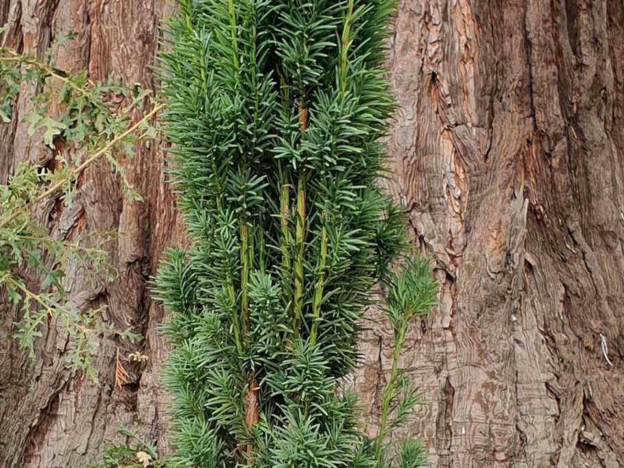 Тисс ягодный Фастигиата Робуста