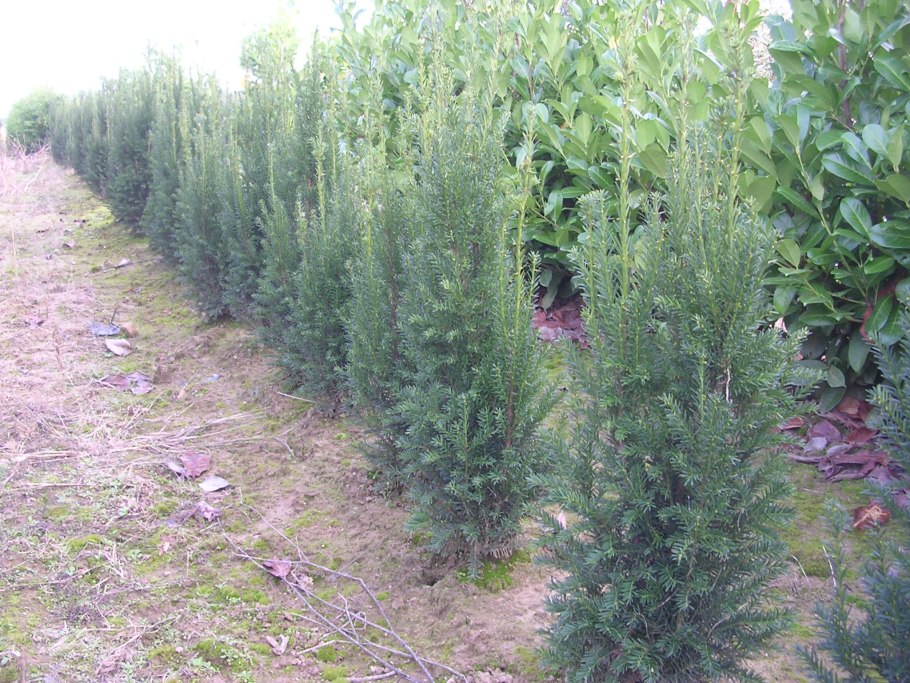 Тис столбчатый узкий