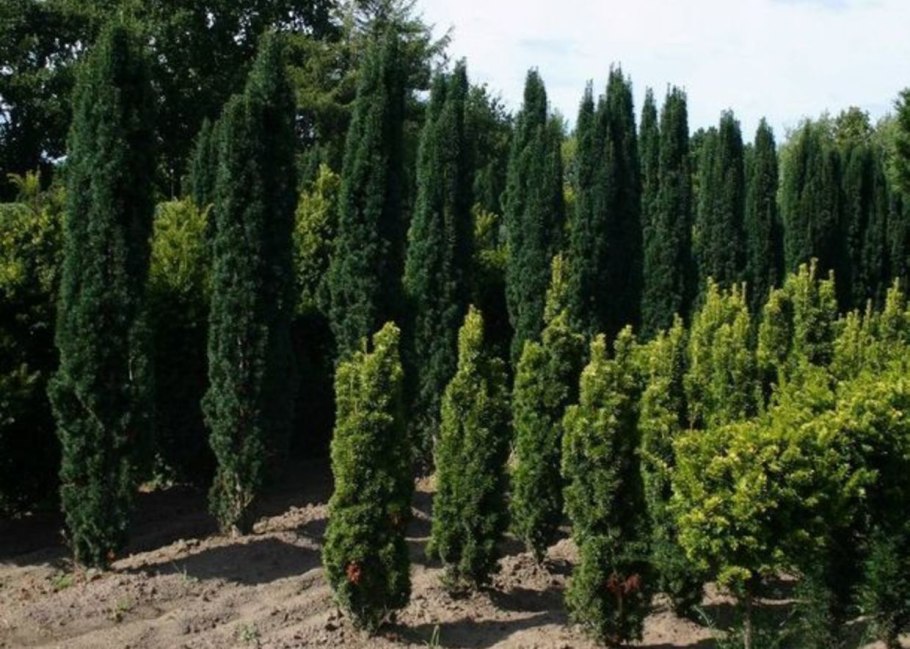 Тис средний (Taxus Media "Hicksii")*