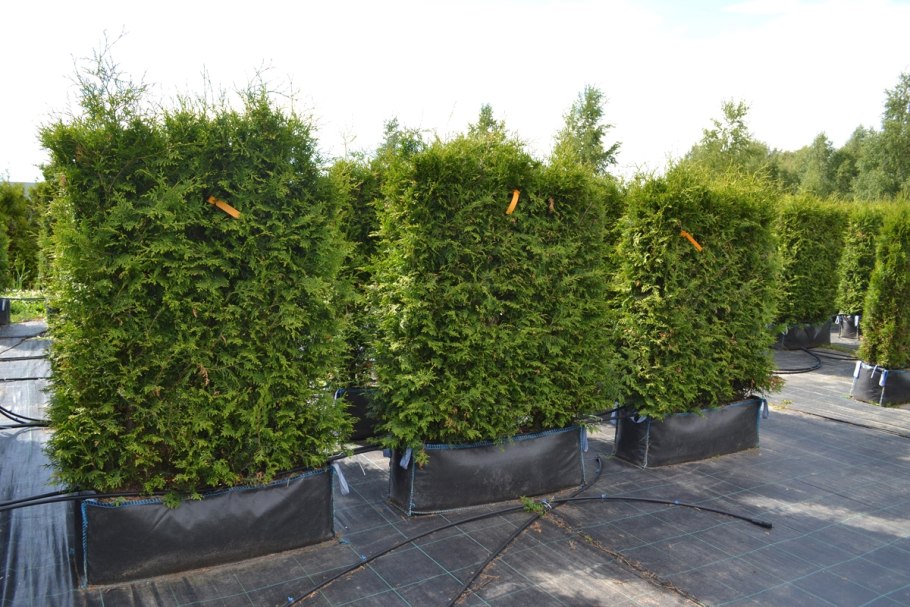 Тис Денсиформис средний