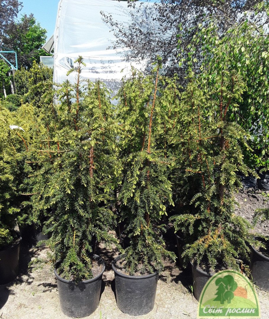 Тис Довастониана