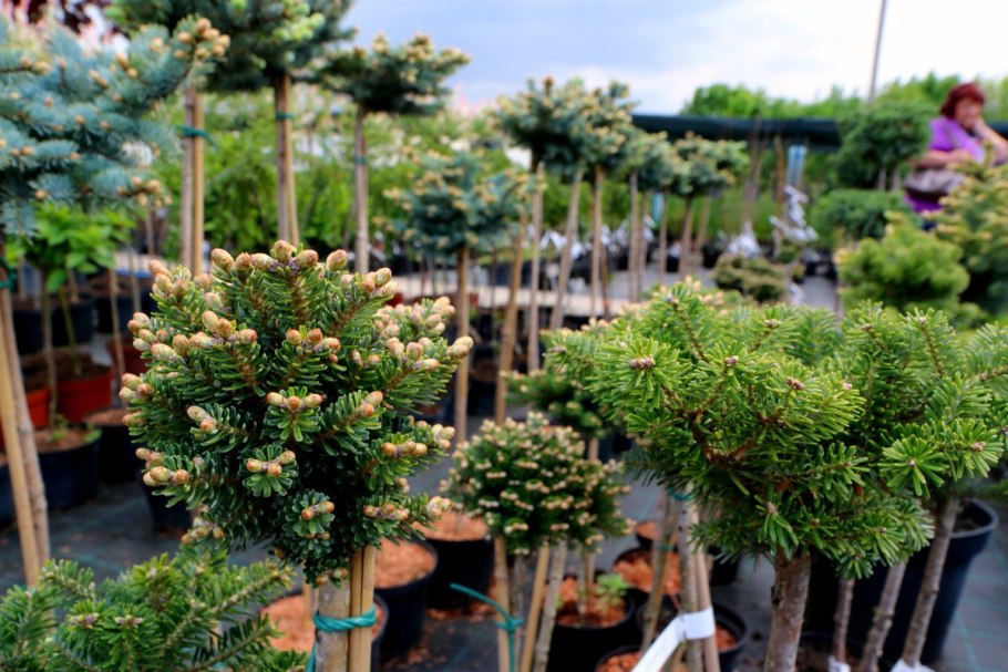 Сосна Глобоза на штамбе